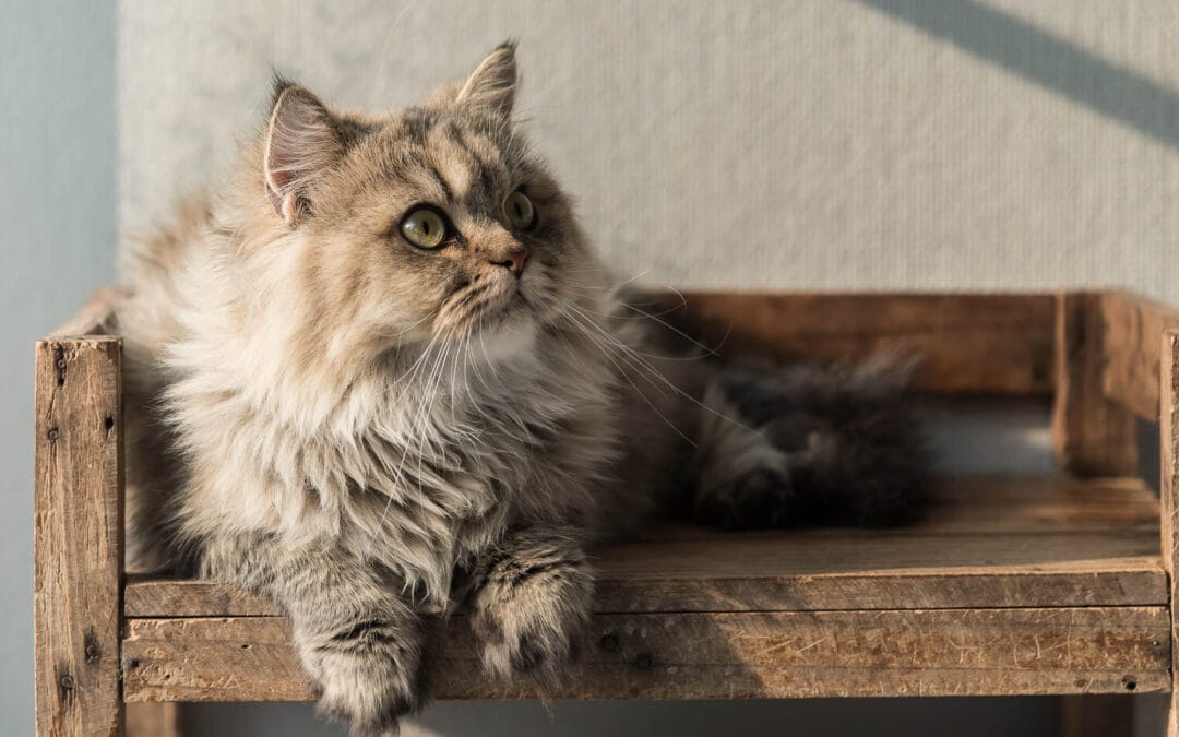 Domestic Cat