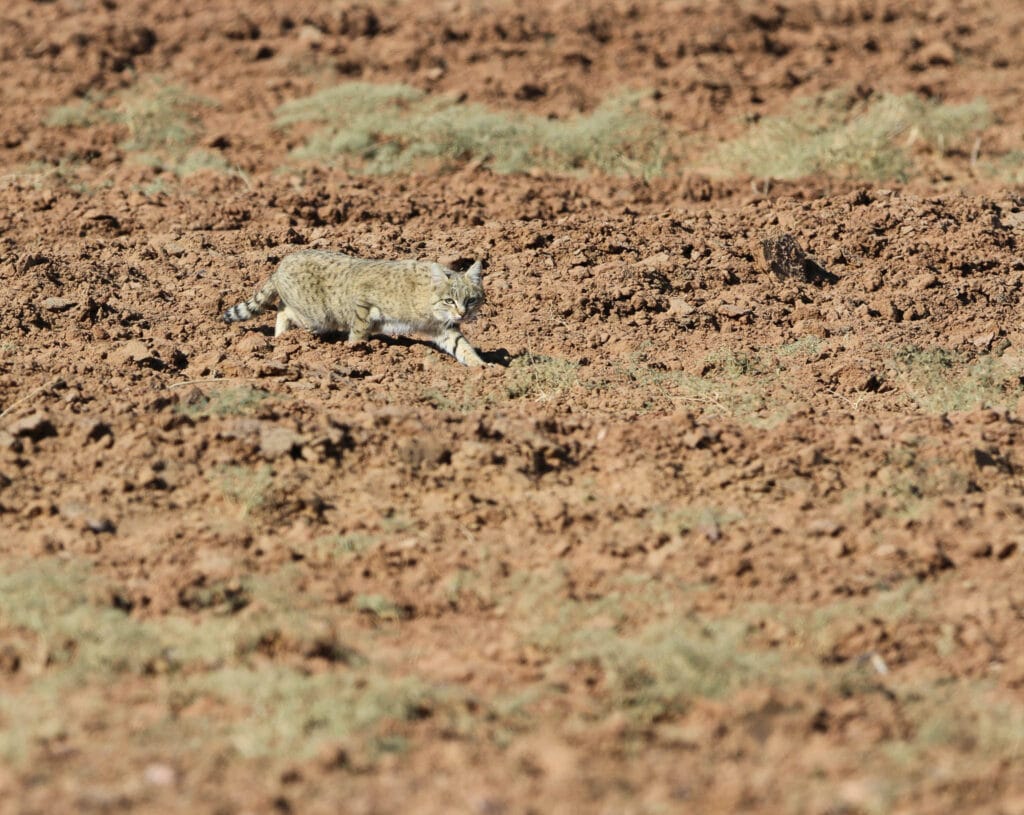 Wildcats (Felis sylvestris lybica) quite often hunt at the edges of human settlements, like this one in an agricultural field.