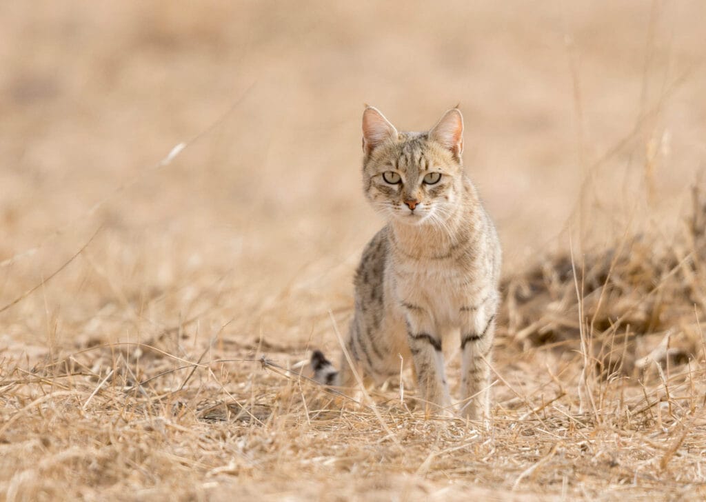 In this image, the Asiatic wildcat (Felis silvestris ornata) exhibits its incredible camouflage abilities, seamlessly blending into the desert surroundings near Jaisalmer, India. This adaptation enables it to thrive in the arid landscape.