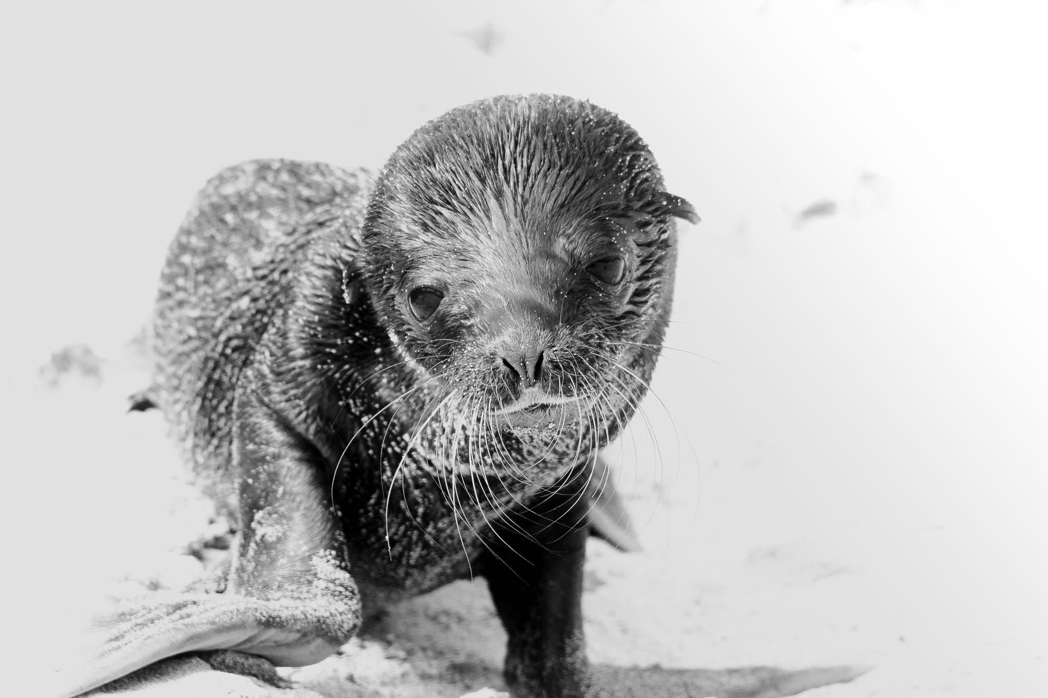 The animals of the Galapagos Islands really have no fear of humans. As such the young can be very inquisitive around photographers.