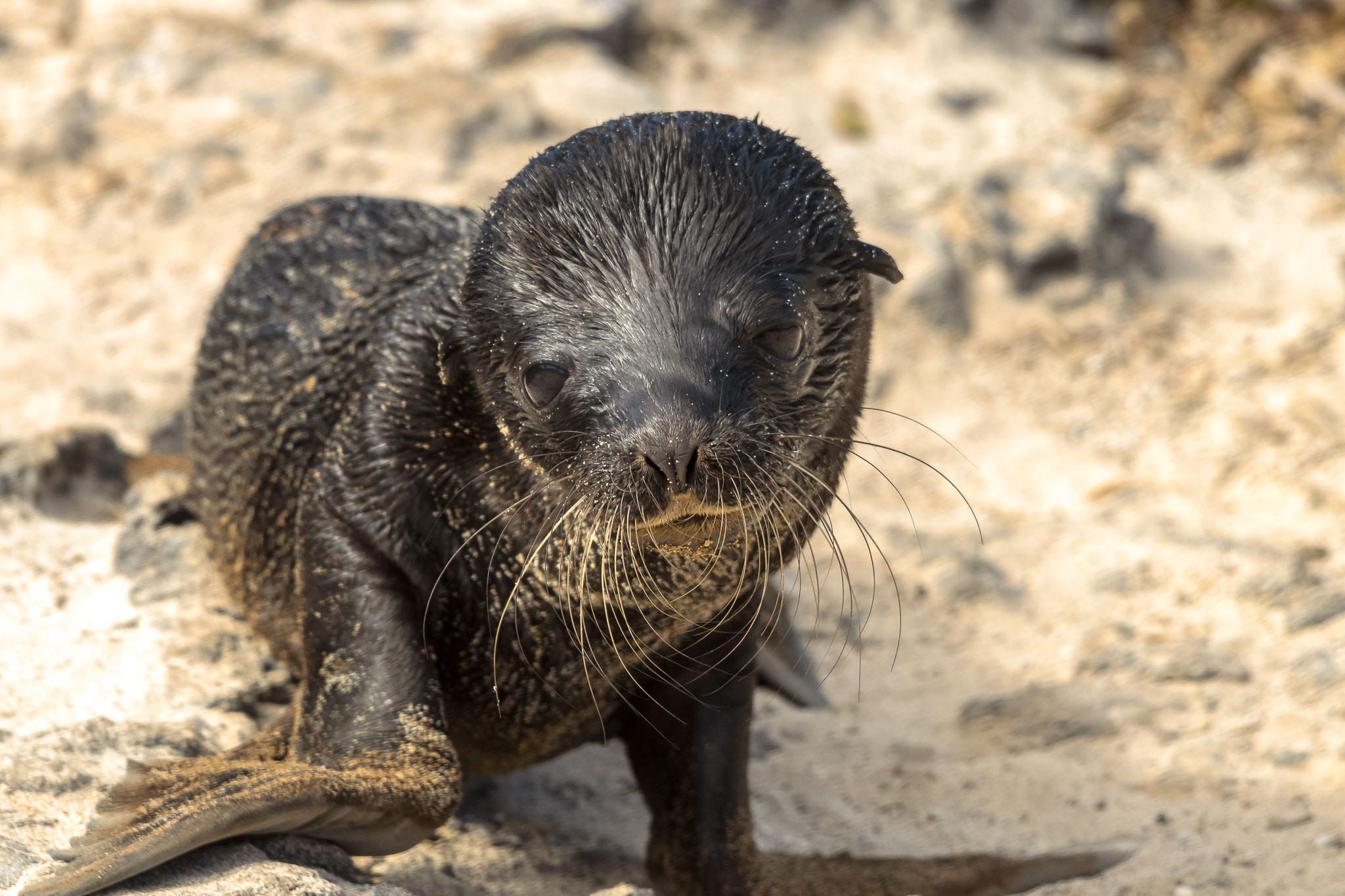 Baby Galapagos Seal The animals of the Galapagos Islands really have no fear of humans. As such the young can be very inquisitive around photographers.
