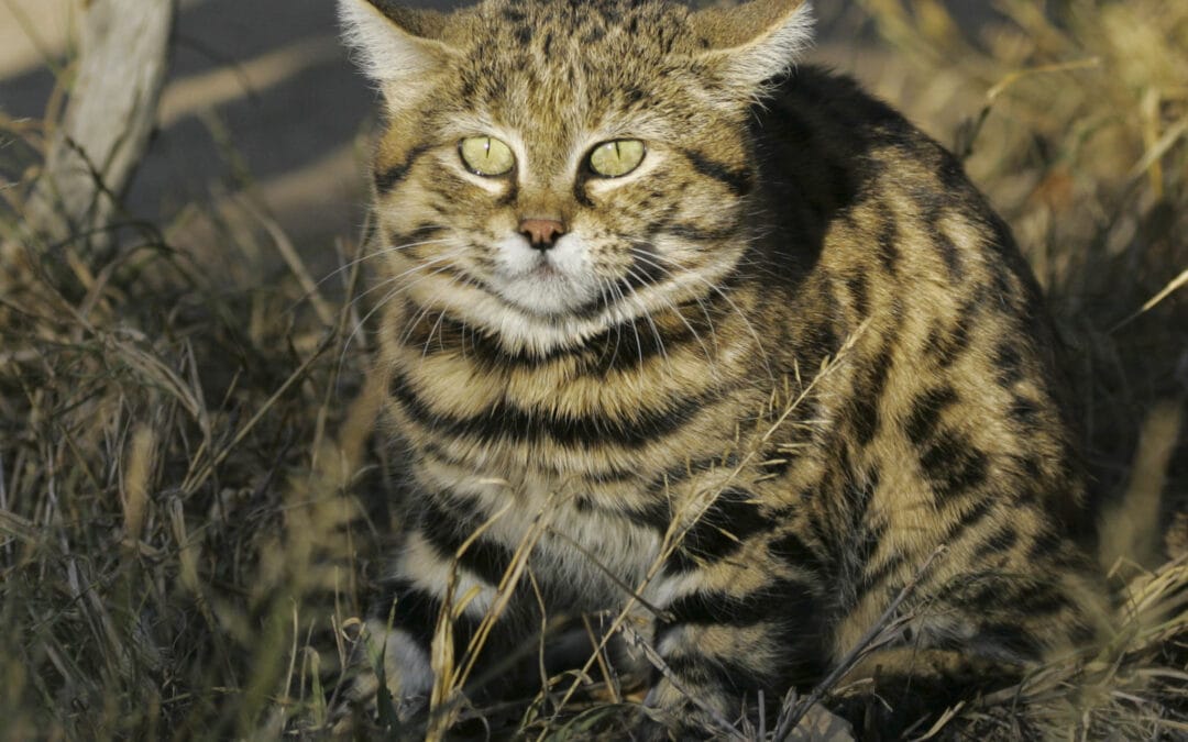 Black-footed Cat