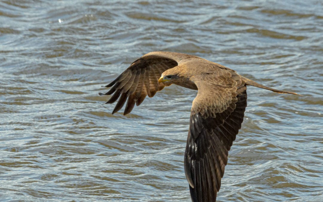Birds in Flight