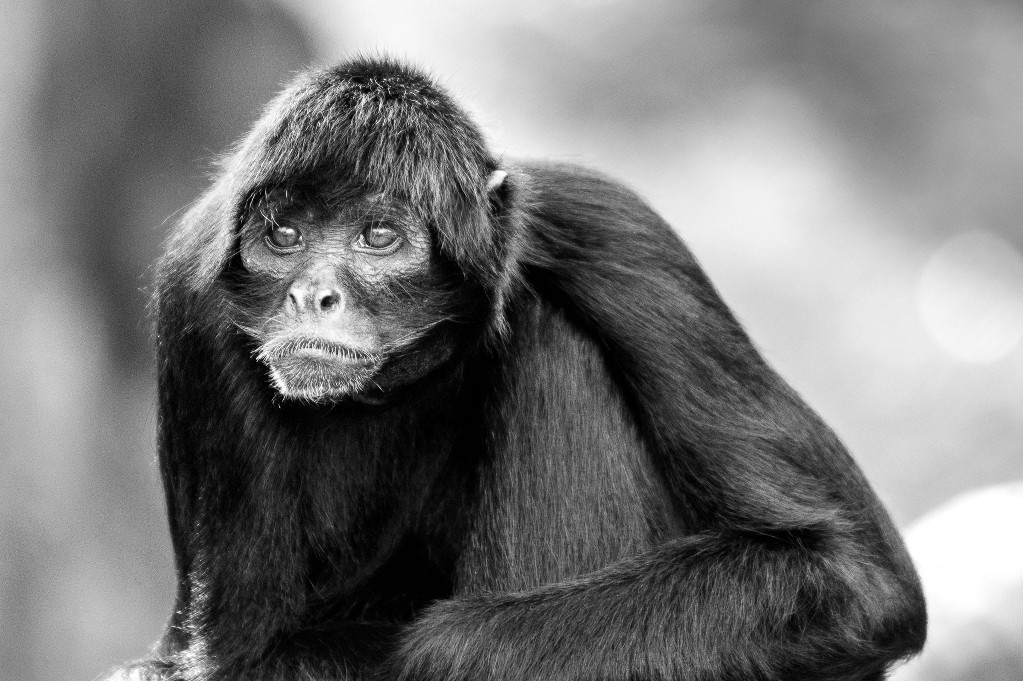 Black Spider Monkey BW Fota Wildlife park in Cork is dedicated to breeding endangered species. Since they have had a lot of success with cheetahs they are moving out to try and preserve other endangered animals. While visiting I met this black spider monkey who doesn't look to be too enthralled by his life. Is life in captivity worth it to save a species?