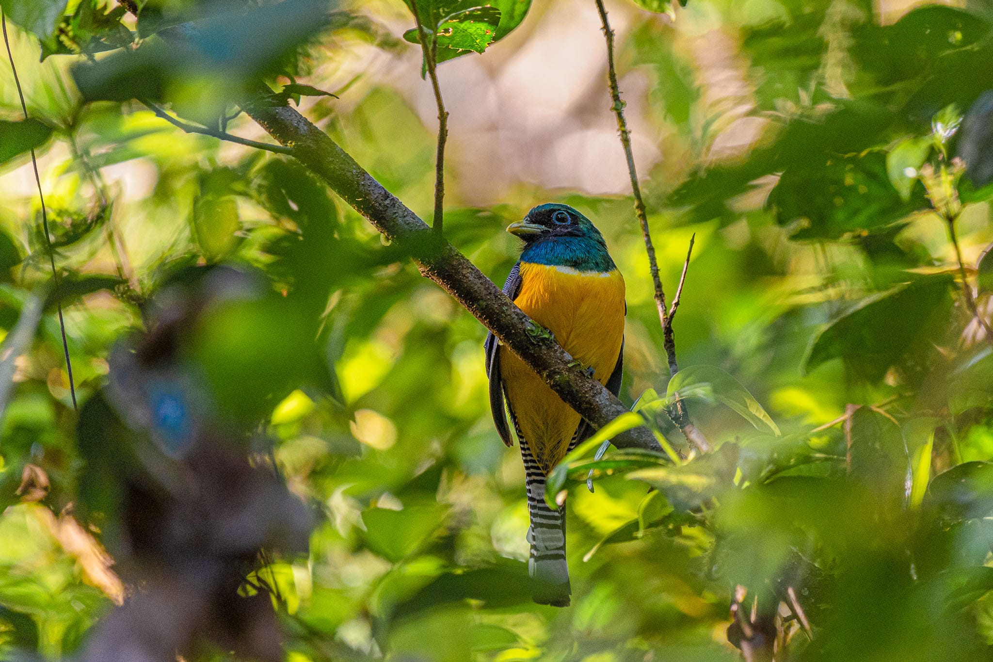Black-throated Trogon Bird life in the jungles of Costa Rica is amazing. I am a photographer not a twitcher but I was still in thrall of the huge number of species I managed to see.