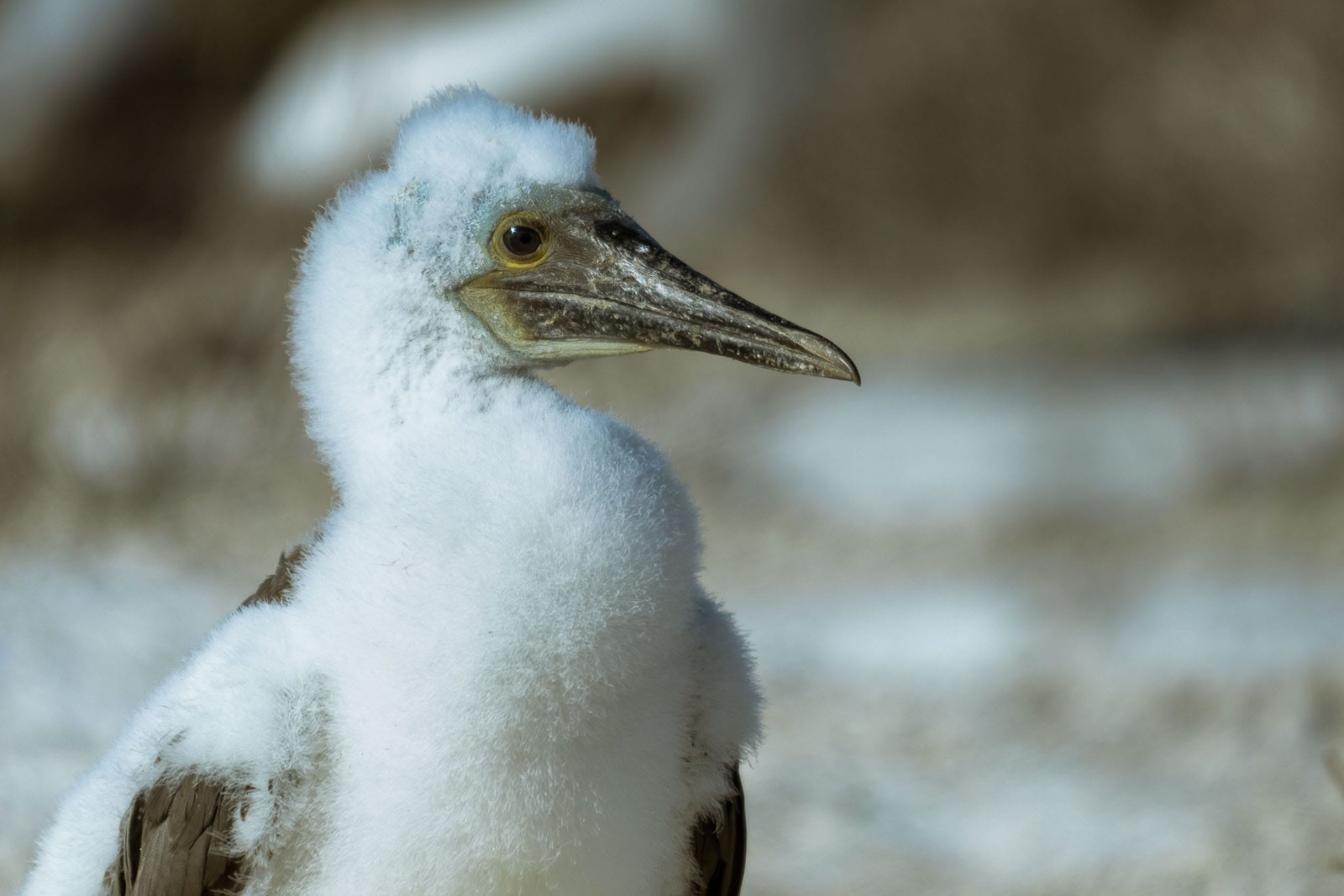 Blue Footed Booby Chick In November the chicks of the blue-footed-booby are wandering around outside their nests for the first time. Sometimes it is hard to keep your distance from them as they get interested in the people taking photos of them.