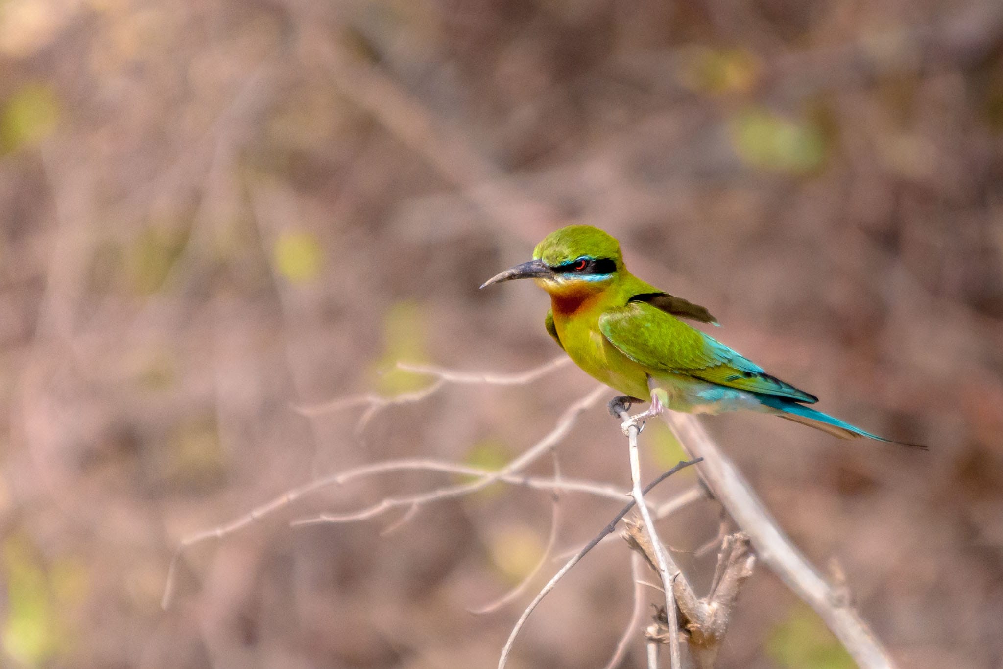 Blue Tailed Bee-Eater The colours and beauty of the bee-eaters always blows me away. I just wish they were more common in Europe so I could capture them all year round.