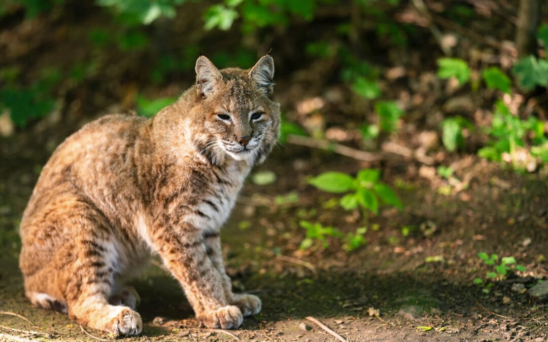 Bobcat