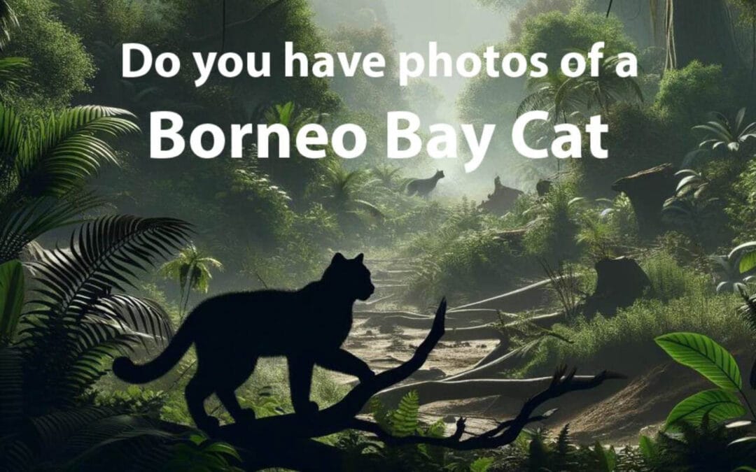 Borneo Bay Cat