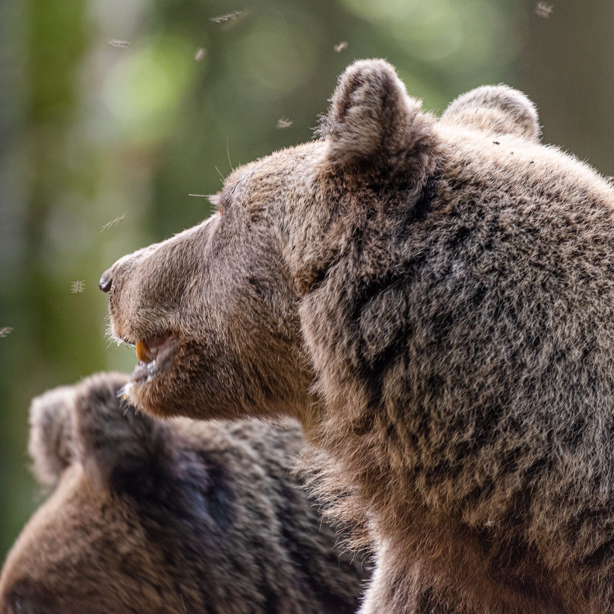 All I can say is that if I was a bear the number of insects would really annoy me regardless of the thick fur.