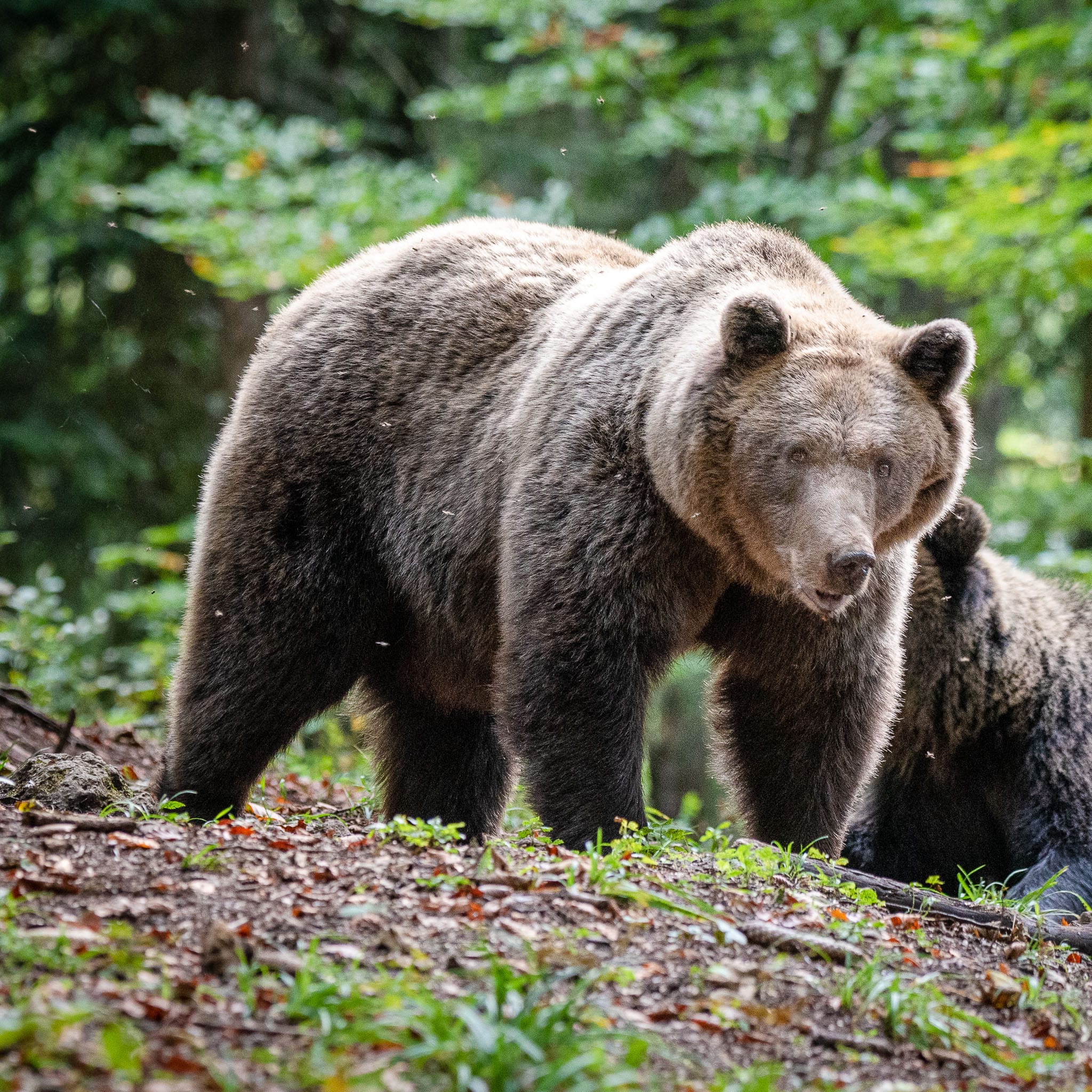 Brown Bear Portrait The brown bear is not so common in Europe any more but their numbers are increasing due to a huge reduction in hunting and an increase in photographic hides in areas frequented by the bears.