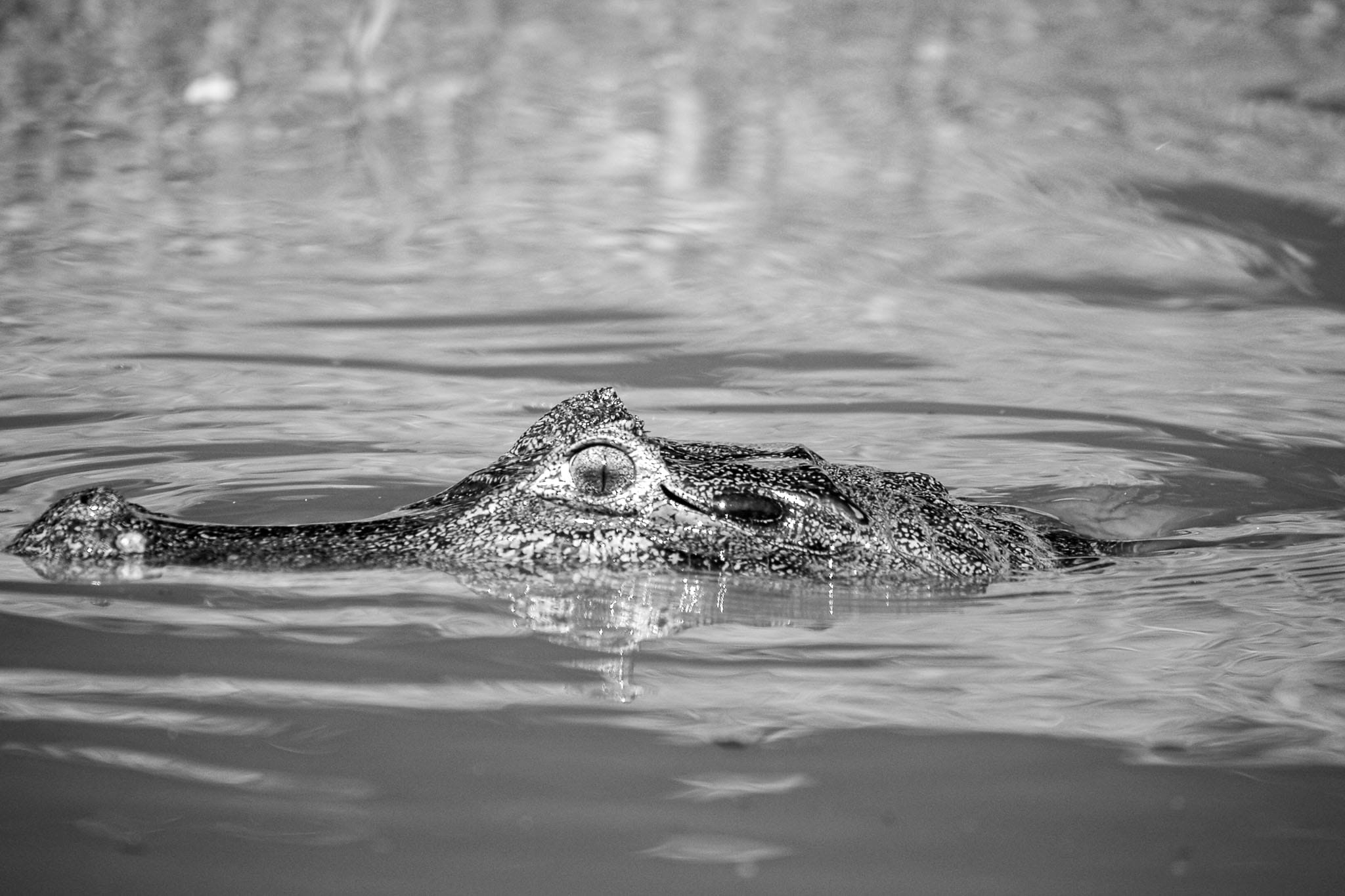 Caiman Eyeball BW In the upper reaches of the Amazon, in Bolivia there are so many caiman in the rivers but one doesn't often see more than the eyeball poking out above the surface.