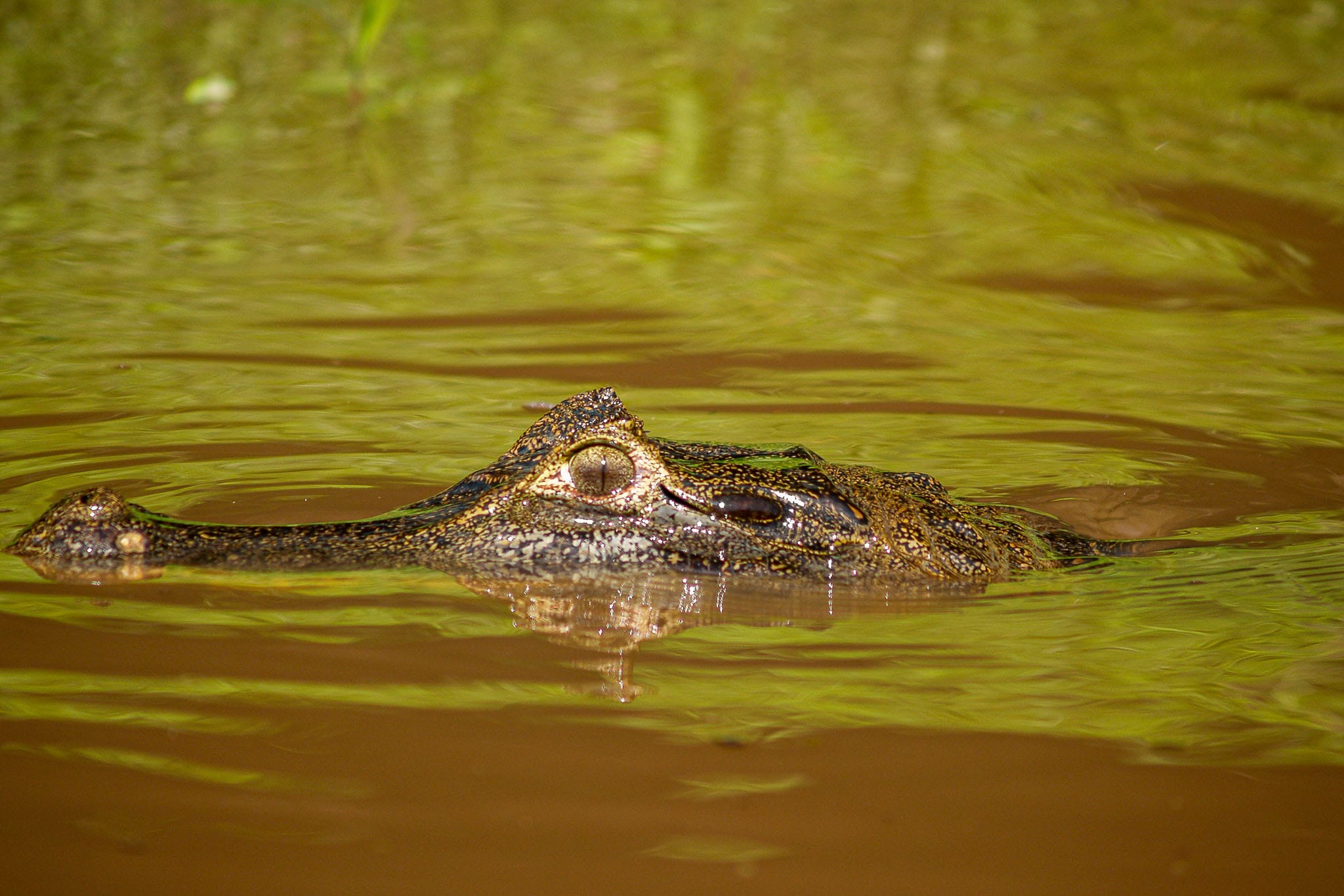 Caiman Eyeball In the upper reaches of the Amazon, in Bolivia there are so many caiman in the rivers but one doesn't often see more than the eyeball poking out above the surface.