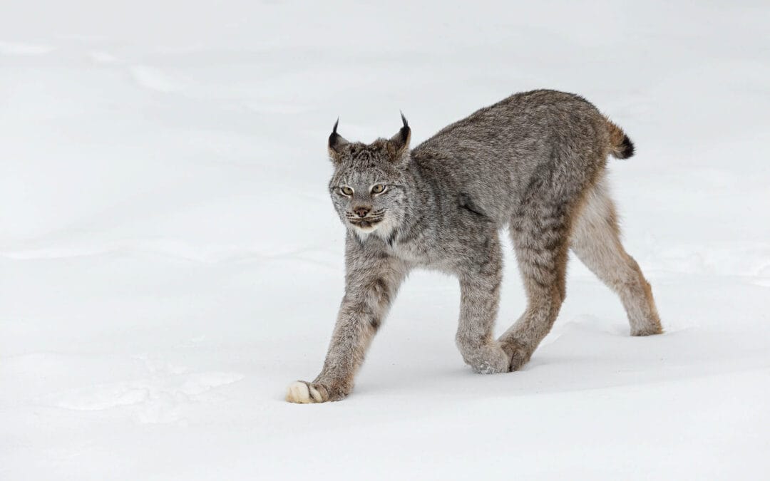 Canada Lynx