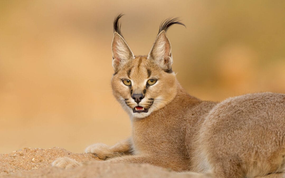 Caracal