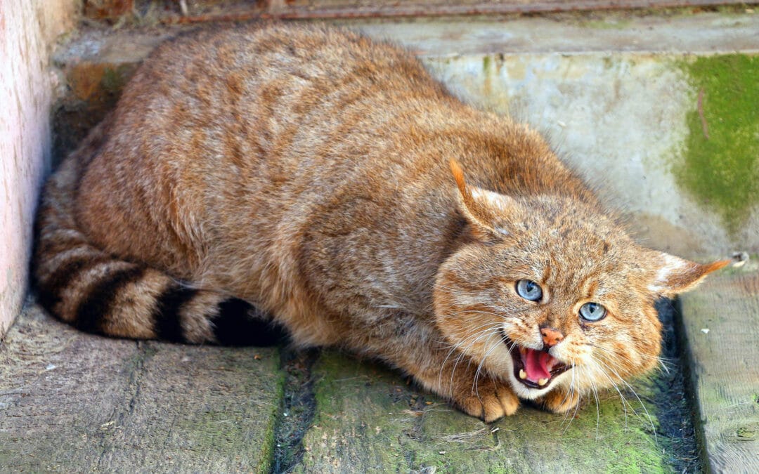 Chinese Desert Cat