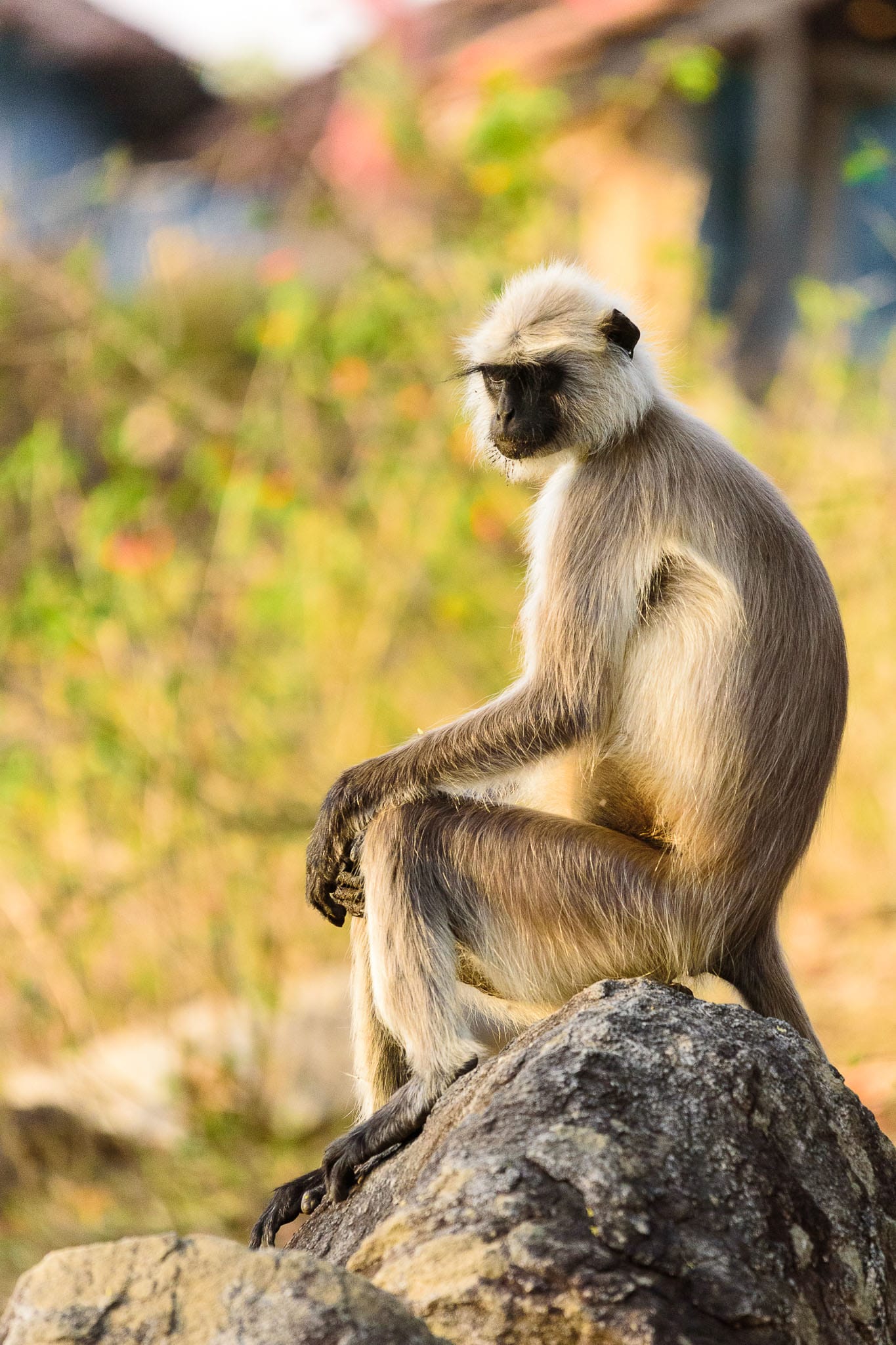 I am not a fan of anthropomorising in general but when it comes to monkeys it is so easy to see human emotions and feelings in them.