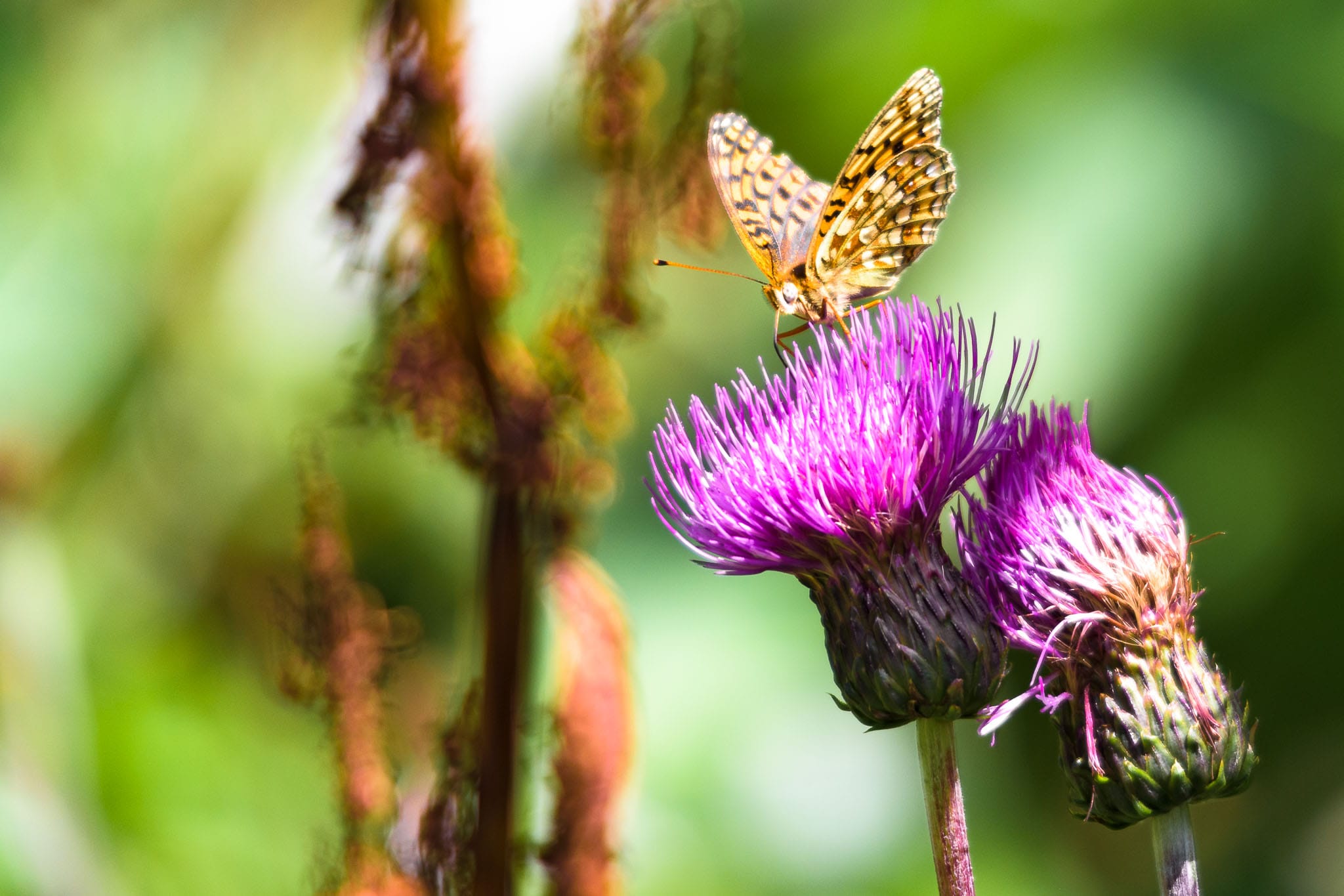 The fritillary butterfly is very common in the alps in the summer. While we don't have a lot of larger mammalian wildlife left in Western Europe the mountains are still home to lots of smaller wild creatures.