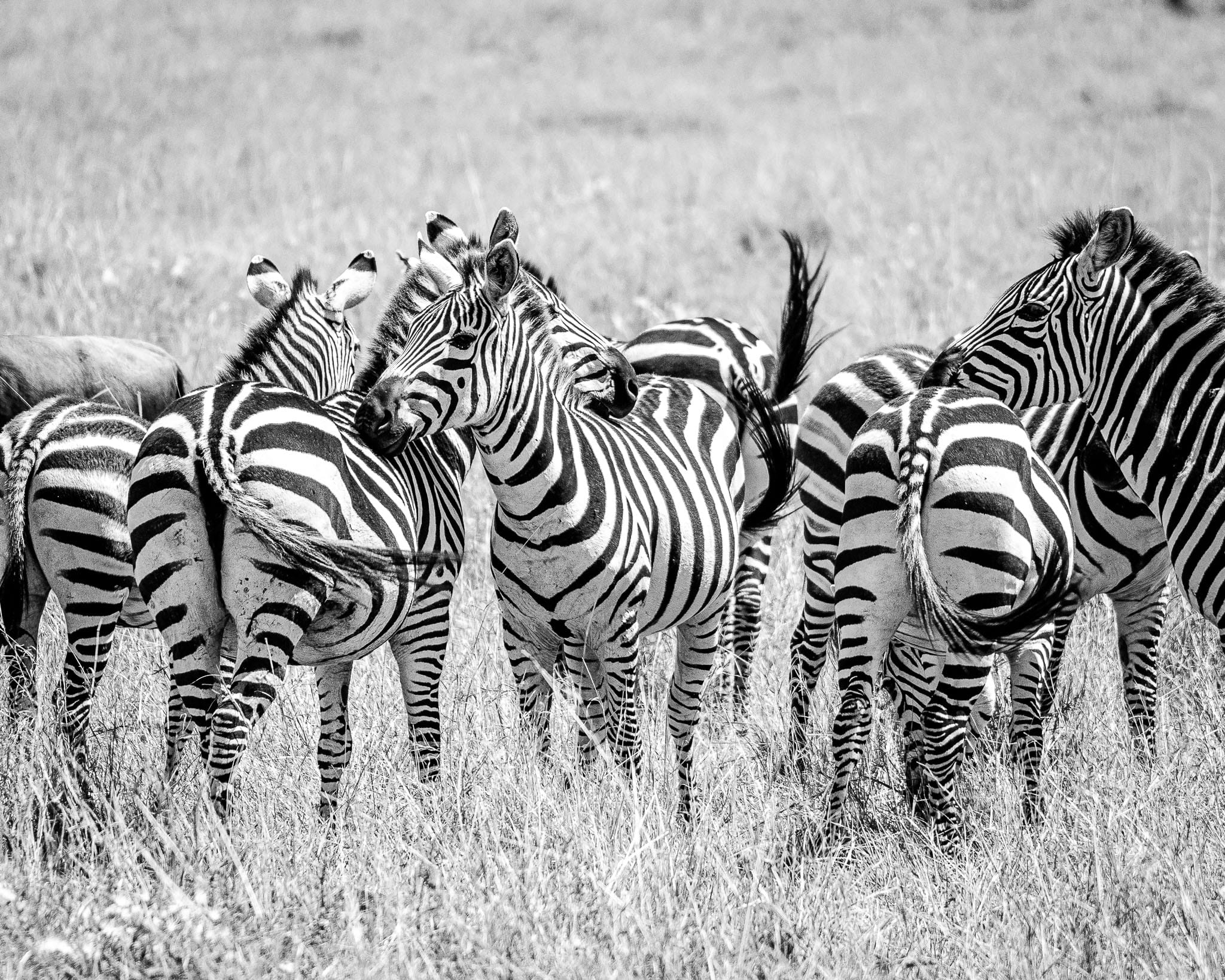 Dazzle of Zebras BW There is a reason why the collective noun for zebras is a dazzle. It is impossible to single them out and count them individually with all those stripes.