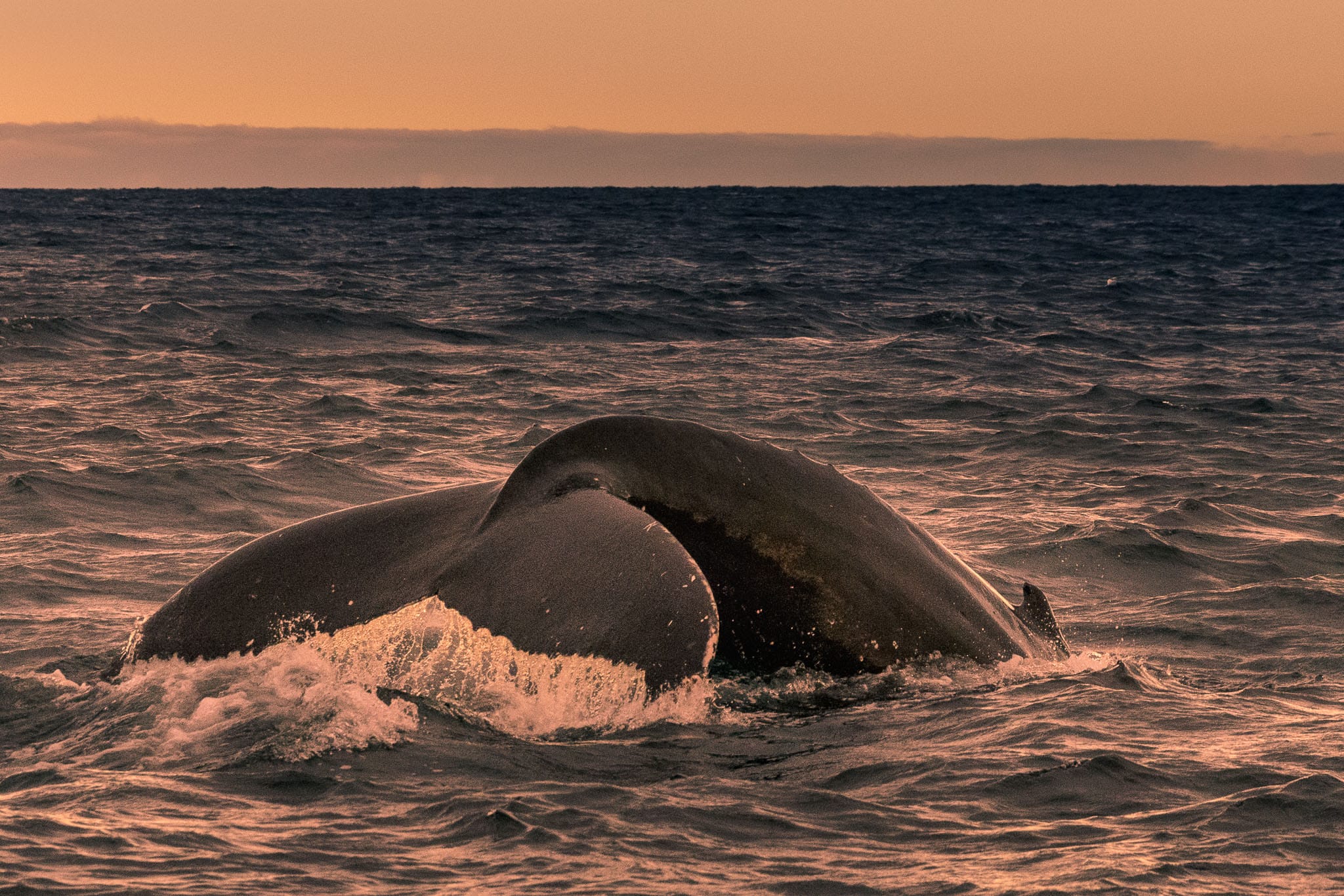 It isn't easy to time whale shots and get their heads in the frame. The tail or flukes are much easier. Also I do think tail shots are a bit more whale like. After all how many of us have seen many whale faces? Tails are what you see all the time when whale watching.