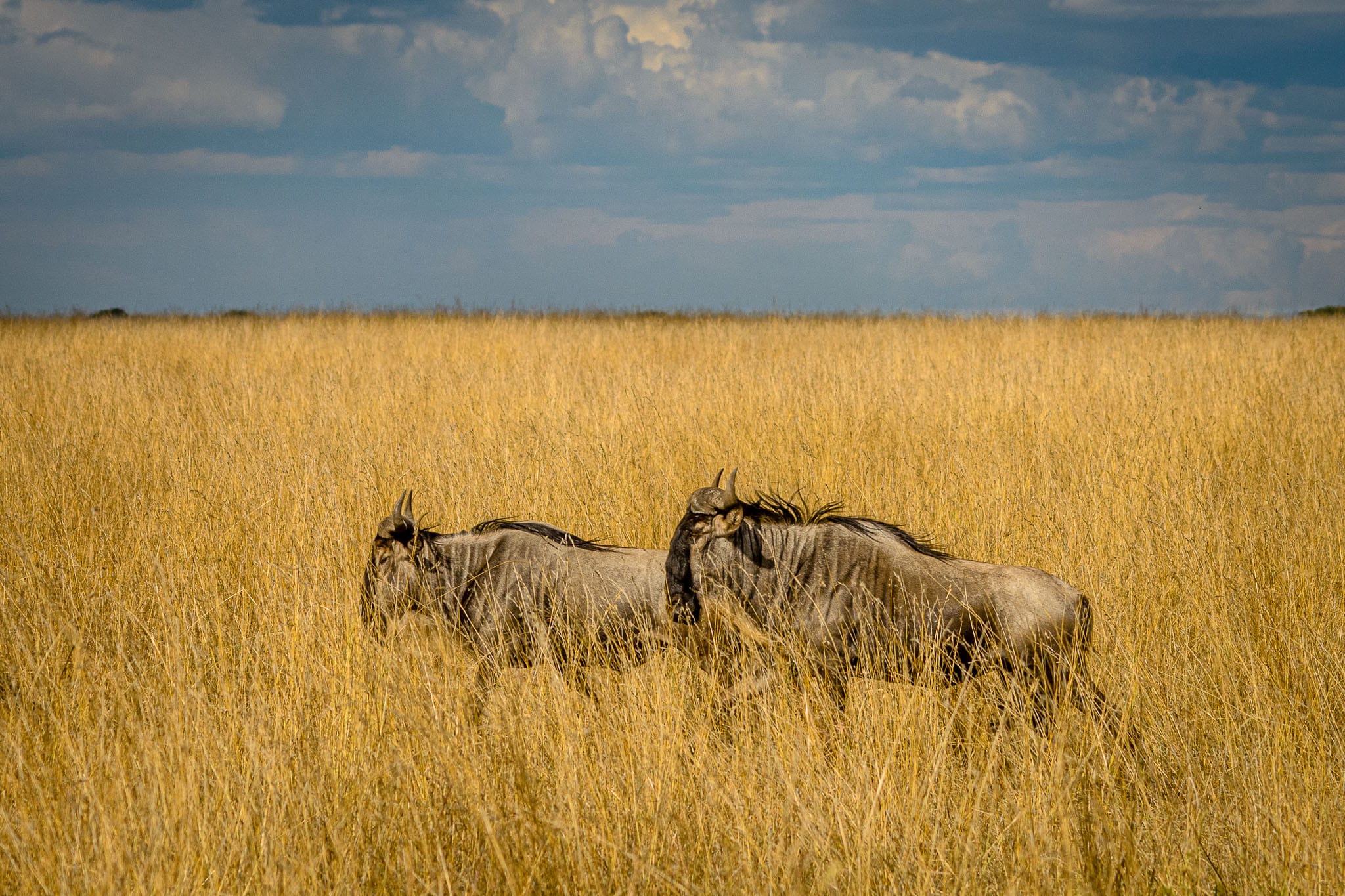 Double Wildebeest Migration Depending where you are in the seasonal circle of the great migration there will be a few or many wildebeest visible in the Serengeti. Over two million live on the plains of east Africa, one of the conservation worlds success stories.