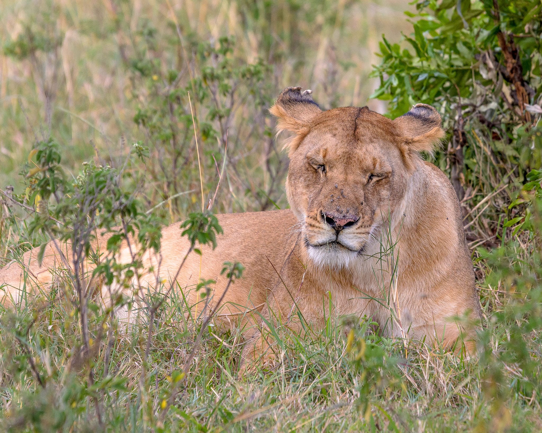 I was lucky to go straight out and find a lioness on my first game drive in the Masai Mara in Kenya. Well I thought I was lucky. Our guide explained afterwards that some animals are creatures of routine, and this lioness and her pride always took an afternoon siesta in similar places.