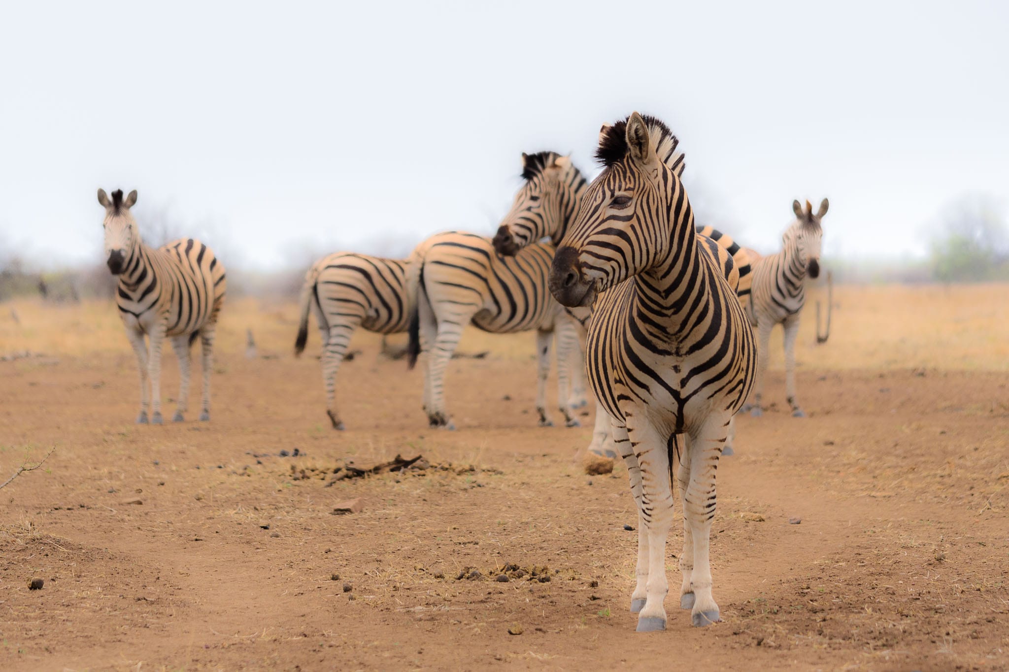 Dusty Zebras Travelling in Africa just makes everything red. It is such a dusty and red continent. The dry season makes this even worse and a herd of zebras can make quite a dust storm.