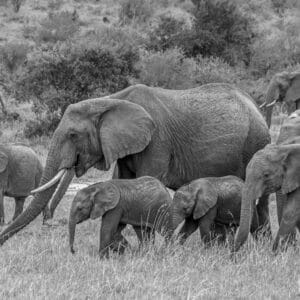 Elephants normally travel in herds which means that family portraits are relatively easy. However just like any family they don't always look at the camera all at the same time.
