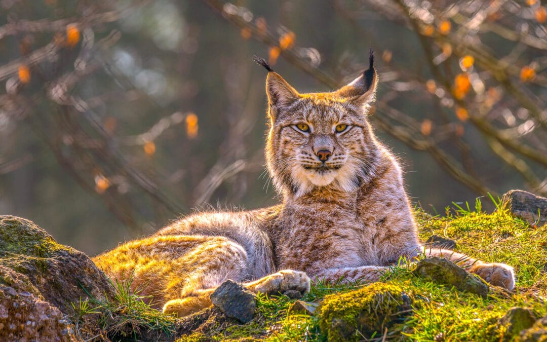 Eurasian Lynx