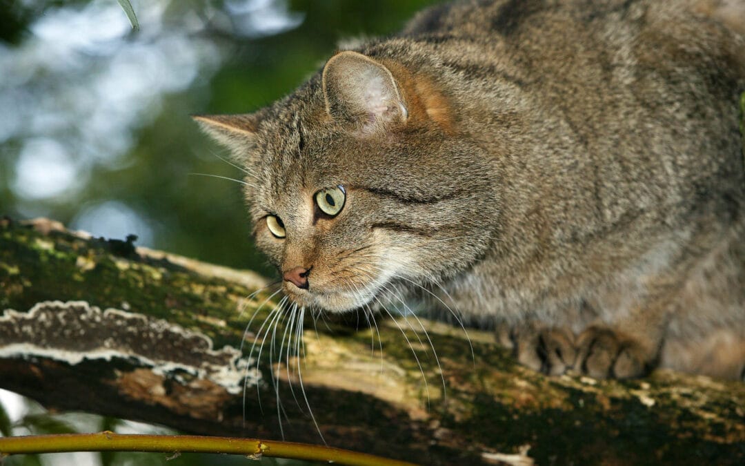 Wildcat