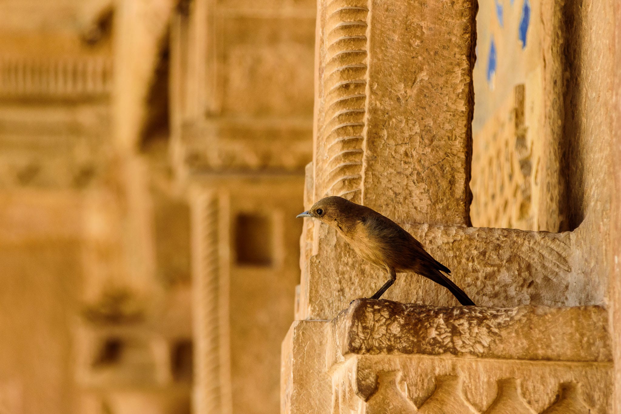 It is amazing where you will find wildlife sometimes. In the bare stone fort of Gwalior I came across this female Indian robin. I would have thought there wasn't much there for her but there was quite a lot of other birds living among the sterile looking stone walls. Obviously there was more to feed on than what was obviously visible to my eye.
