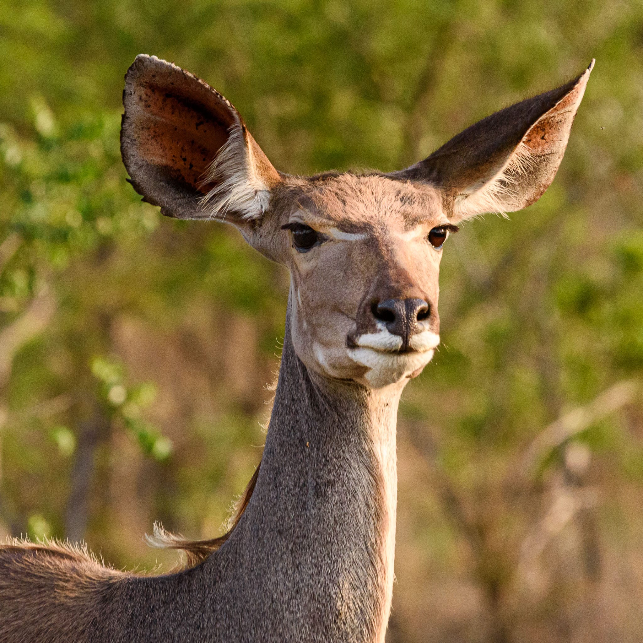 Female Kudu Portrait The Kudu is the symbol of Kruger National Park. However it is the male version with his horns that is instantly recognisable. I think the female is equally graceful