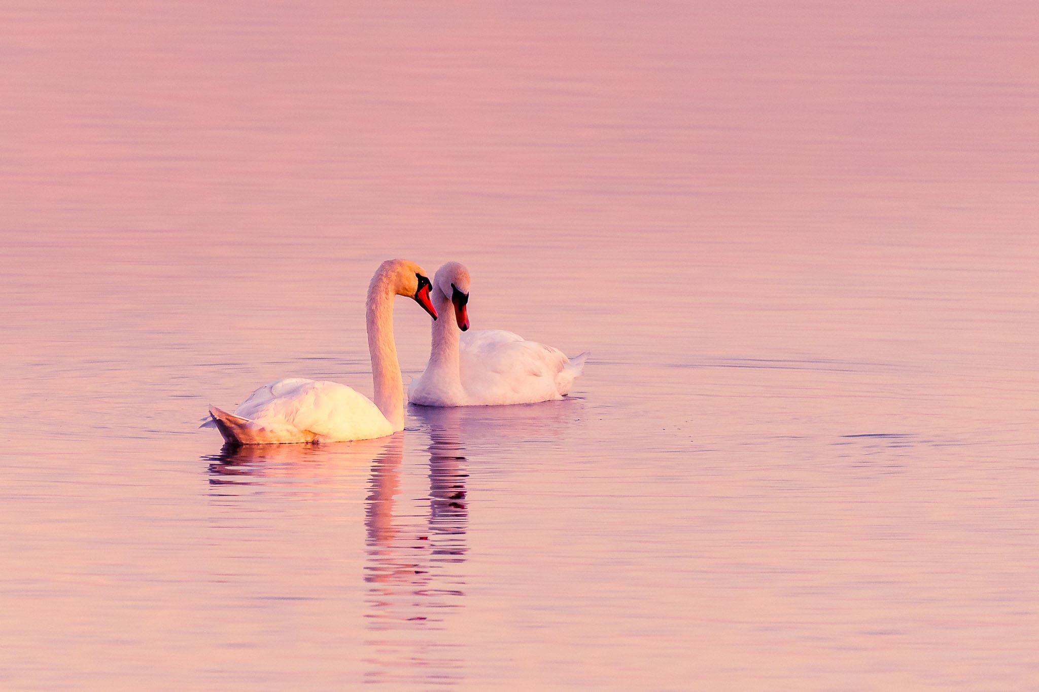Flirting Swans This shot might be a bit of a cliché, but the glow of the morning sun coming through the fog on Chiemsee in Bavaria really adds a special atmosphere.