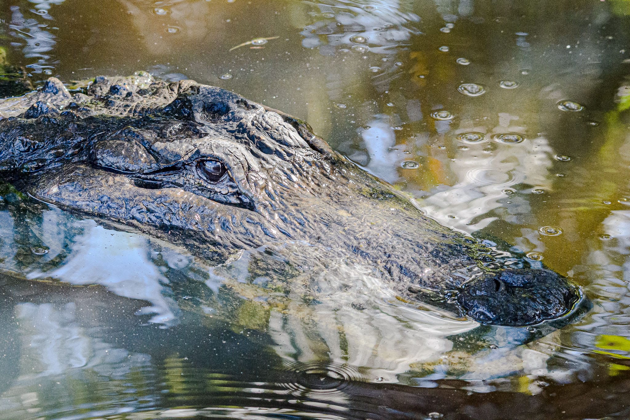 Florida Gator There is nothing like meeting a gator up close and personal to see the power and strength they have. The everglades in Florida are a really easy place to see this and you get the bonus of going on an airboat, something that you dreamt was much more exciting that it ends up being, but they do allow you to get out into the swamps with ease.