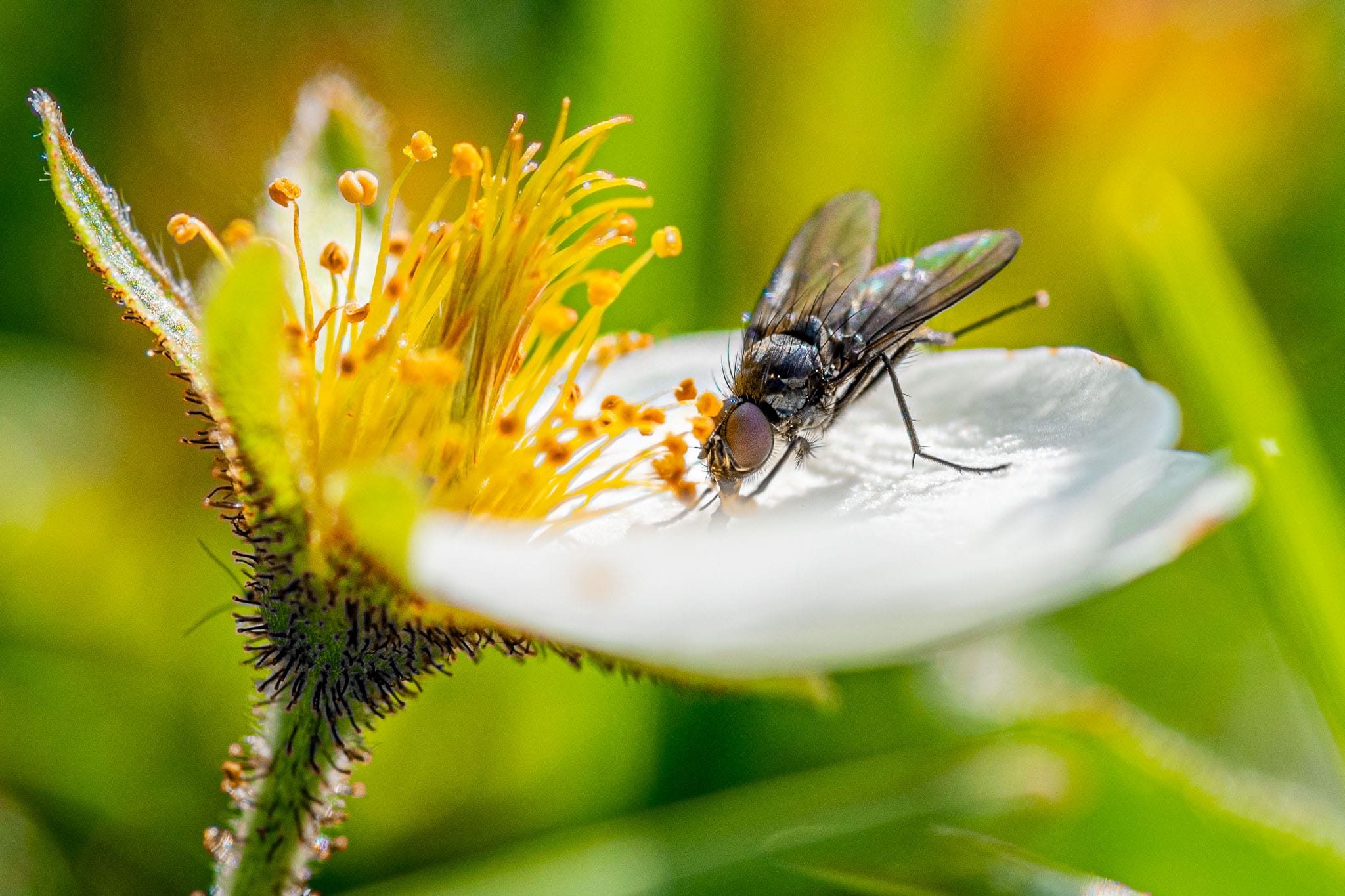 Fly in a Blossom Macro photography is getting easier and easier and is a great way of reminding people of the importance of our pollinators. Flies are as important as bees and don't need to be indiscriminately killed.