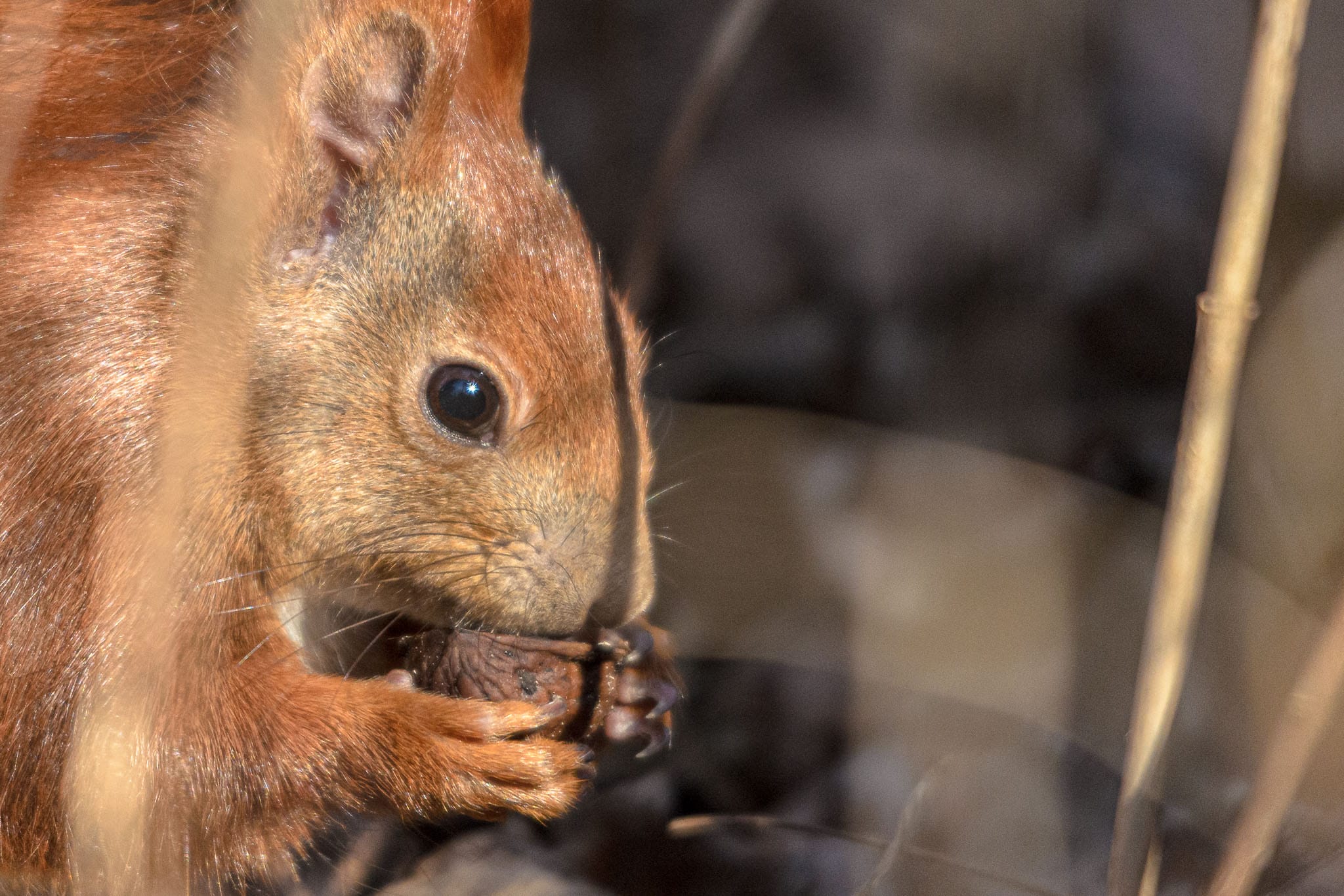 Foraging Squirrel Sometimes animals like to live in zoos. I guess the Berlin Tiergarten is in the middle of such a large wooded area that the squirrels don't mind moving between the zoo and the park. This guy was completely uncaged while I was trying out a new lens on some of the moving animals within the zoo.