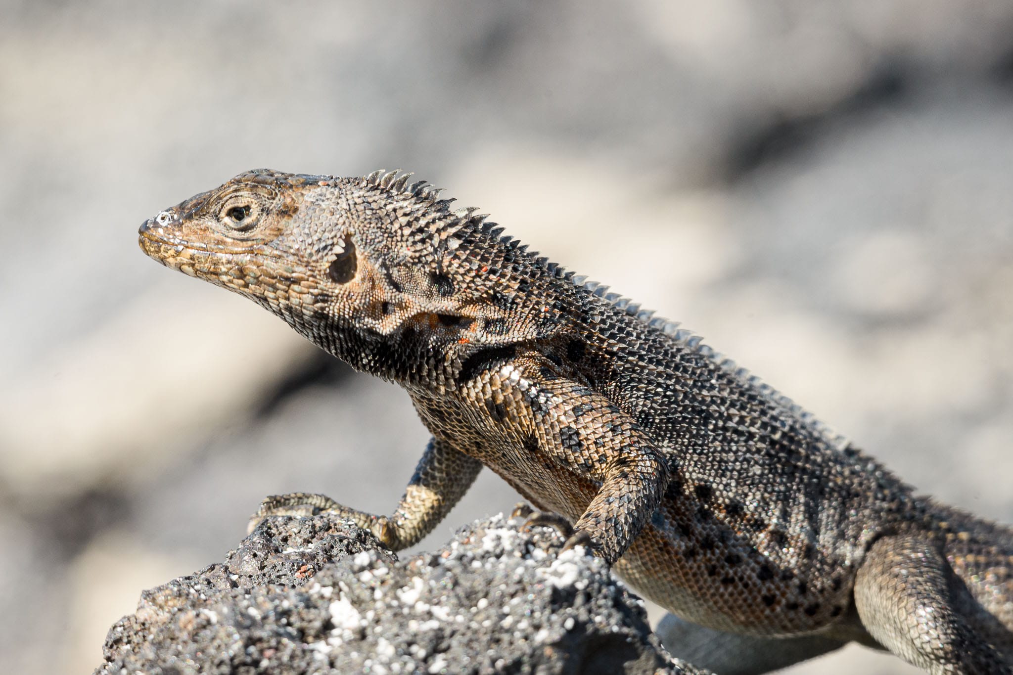 Galapagos Land Iguana The marine iguana is the more famous of the two Galapagos iguanas but the land iguana is quite common and like all Galapagos animals willing to pose for a photo.