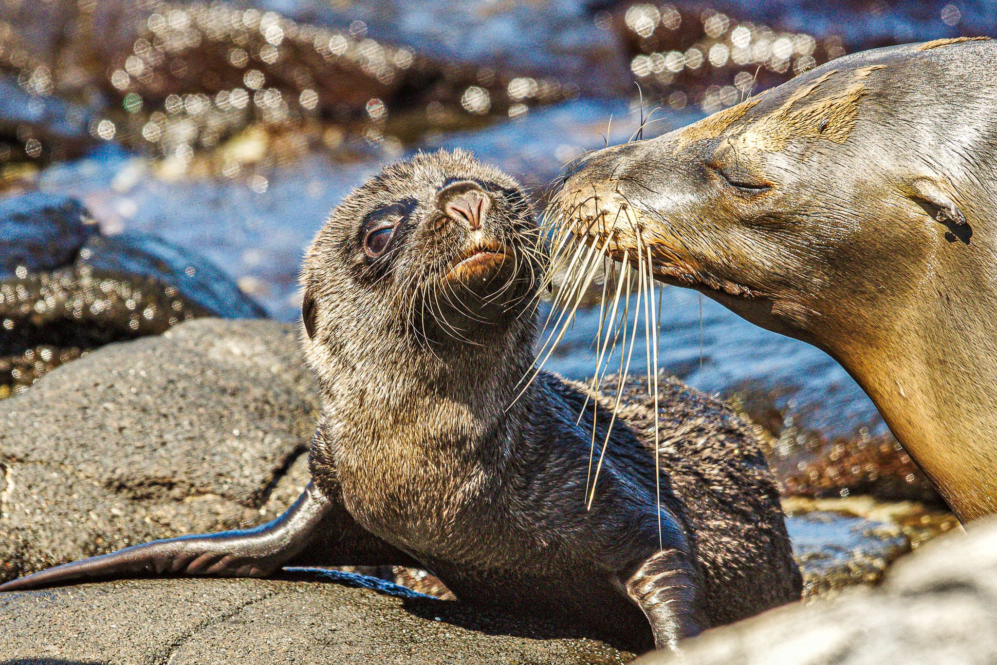 Galapagos Seal and Pup Getting to the Galapagos in the birthing season is amazing and the opportunities to see cute youngsters is massive. There is no escaping the seals and in October/November no escaping the youngsters either.
