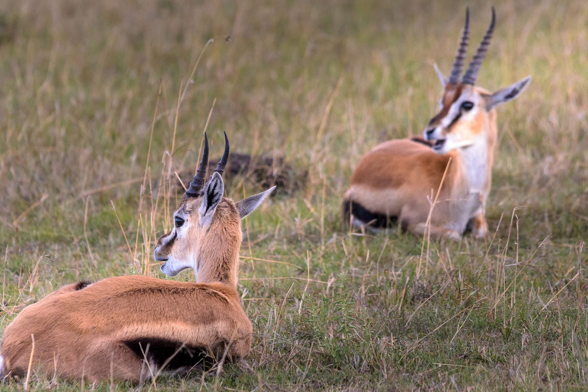 In the early afternoon the Gazelles tend to lie down and take a break. However one needs to always be aware as predators are always on the prowl, though less are around during the heat of the day.