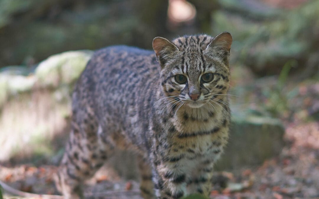 Geoffroy’s Cat