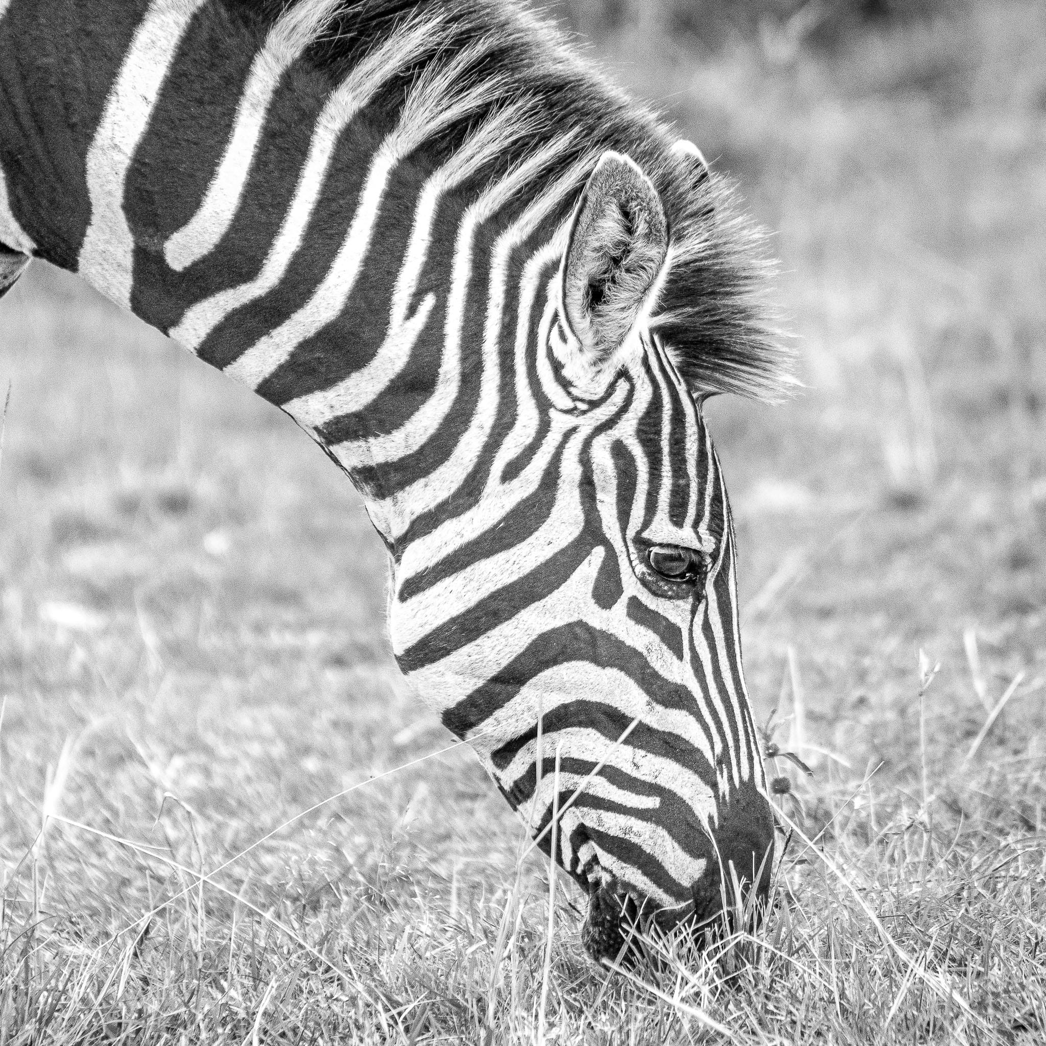 Grazing Zebra Portrait BW I still have to find a subject that suits black and white better than a Zebra. The contrast always makes for a good image. However I think I still haven't succeeded in finding a zebra that makes a stunning black and white. A good excuse to go back to Africa.