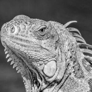 The scaly skin of reptiles just makes black and white photos the obvious choice. I love the way the black and white makes the detail in the skin stand out.