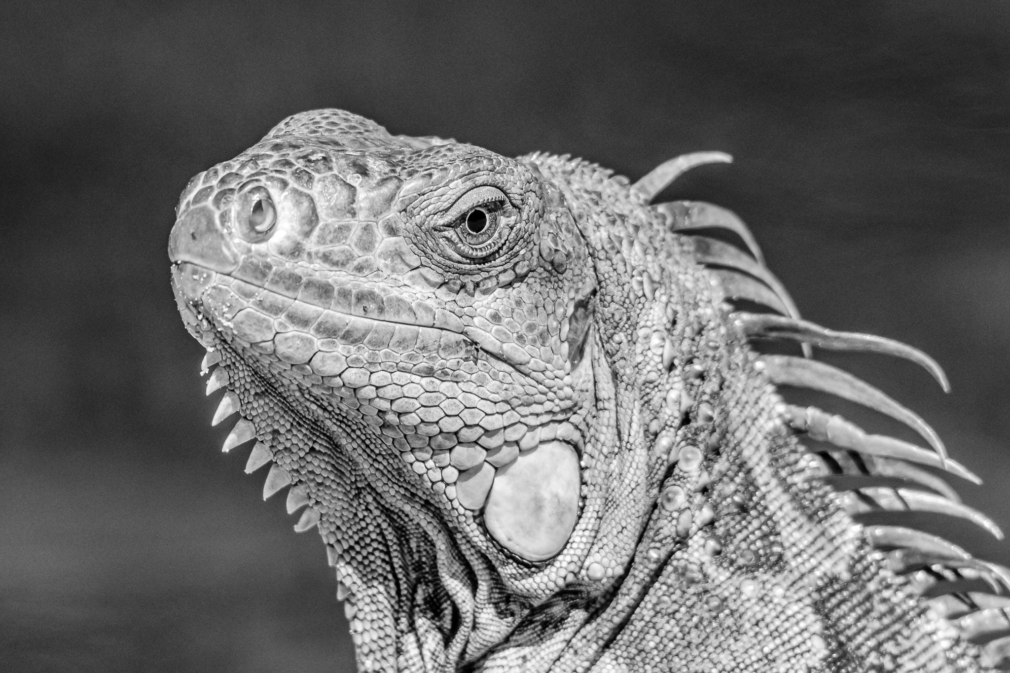 Green Iguana BW The scaly skin of reptiles just makes black and white photos the obvious choice. I love the way the black and white makes the detail in the skin stand out.