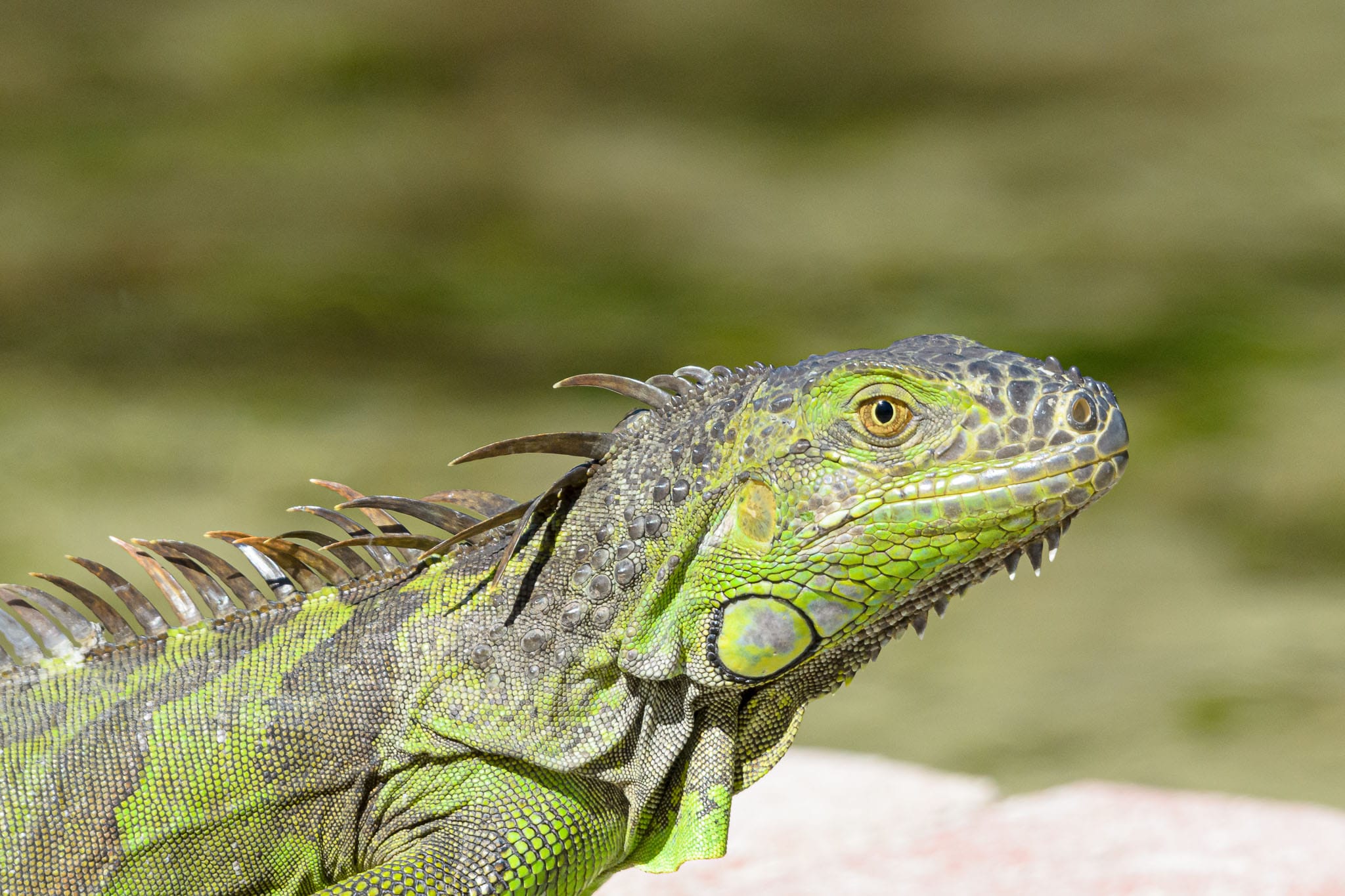 Green Iguana It is often easy to photograph a reptile as they do tend to spend a lot of time in the sun just chilling. A bit of calm and a gentle approach allows for easy photos. Similar sized mammals or birds just move way too fast.