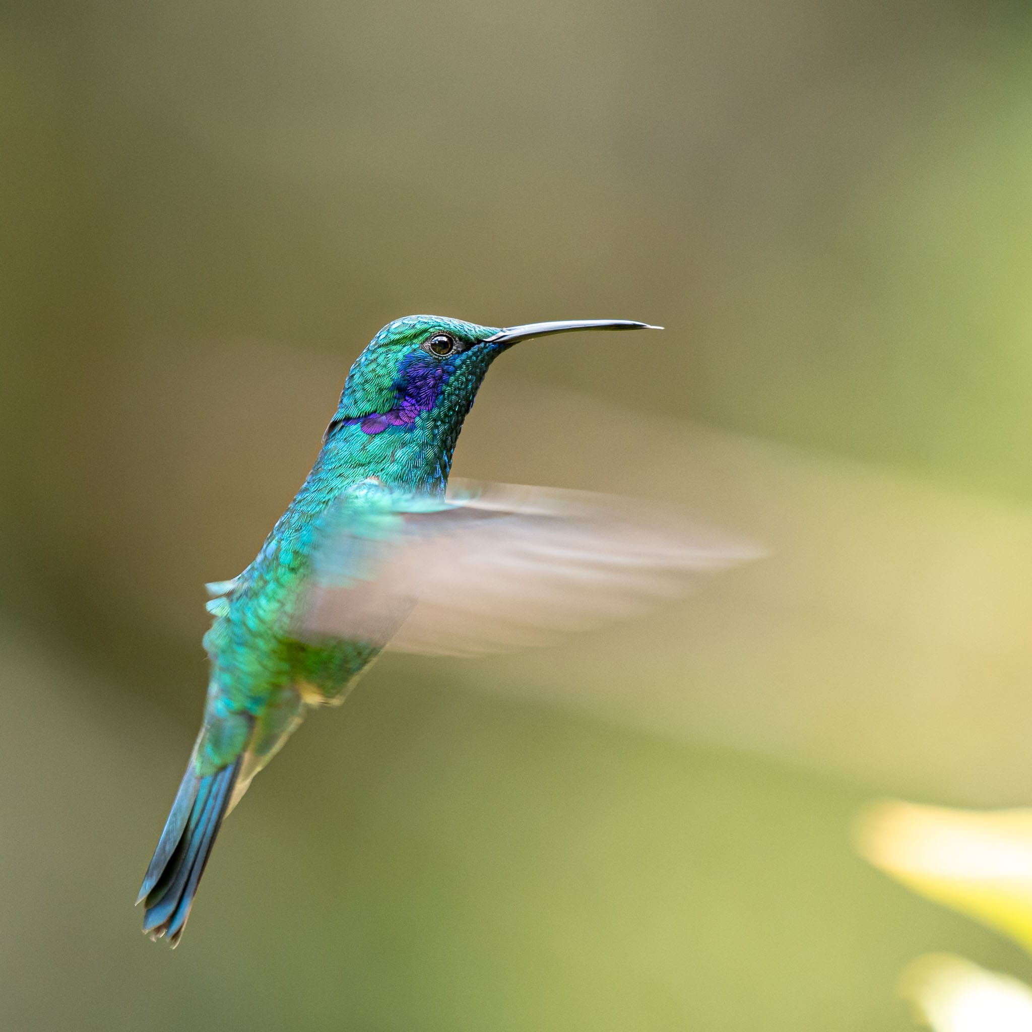 Hummingbirds are every photographers dream bird to photograph. The scaly feathers stand out so well in a photo and getting one in flight is actually easier than you might imagine as they hover quite a lot instead of flying.