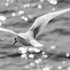 Shooting birds in flight is pretty difficult. As they move the background moves in ways determined by the bird and not you. However after following certain birds for long enough you see where they are going and as the gulls kept flying towards the sun I managed to get the sun reflecting nicely in the water below.