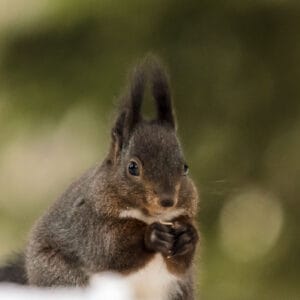 This squirrel in the Alps is quite active during the winter. The local casino puts out bird feed and nuts regularly through the woods to help support the wildlife during the winter months. The squirrels therefore don't need to store up as much food and are active bird table raiders during the cold season.