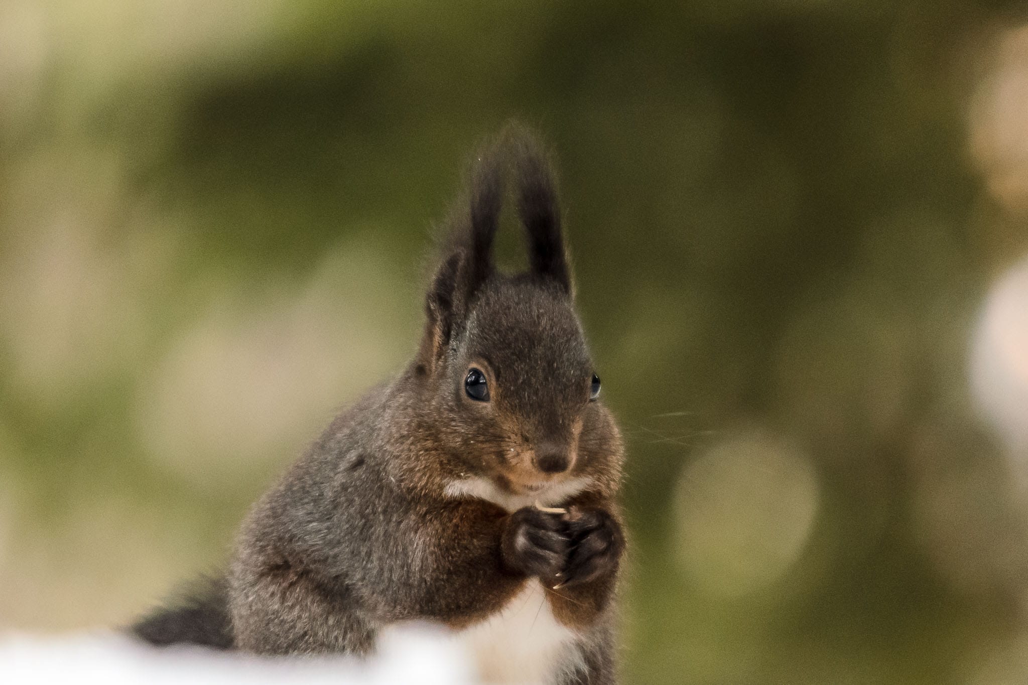 Happy Squirrel on Christmas Day This squirrel in the Alps is quite active during the winter. The local casino puts out bird feed and nuts regularly through the woods to help support the wildlife during the winter months. The squirrels therefore don't need to store up as much food and are active bird table raiders during the cold season.