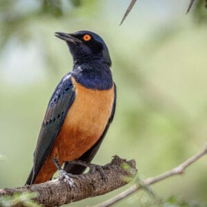 The national parks of East Africa generally do not permit getting out of vehicles for the safety of people but there are suitable picnic areas for lunch. Of course the locals who like to eat crumbs are aware of them. This Hildebrandt's Starling wasn't afraid  of getting close to people for some easy pickings.
