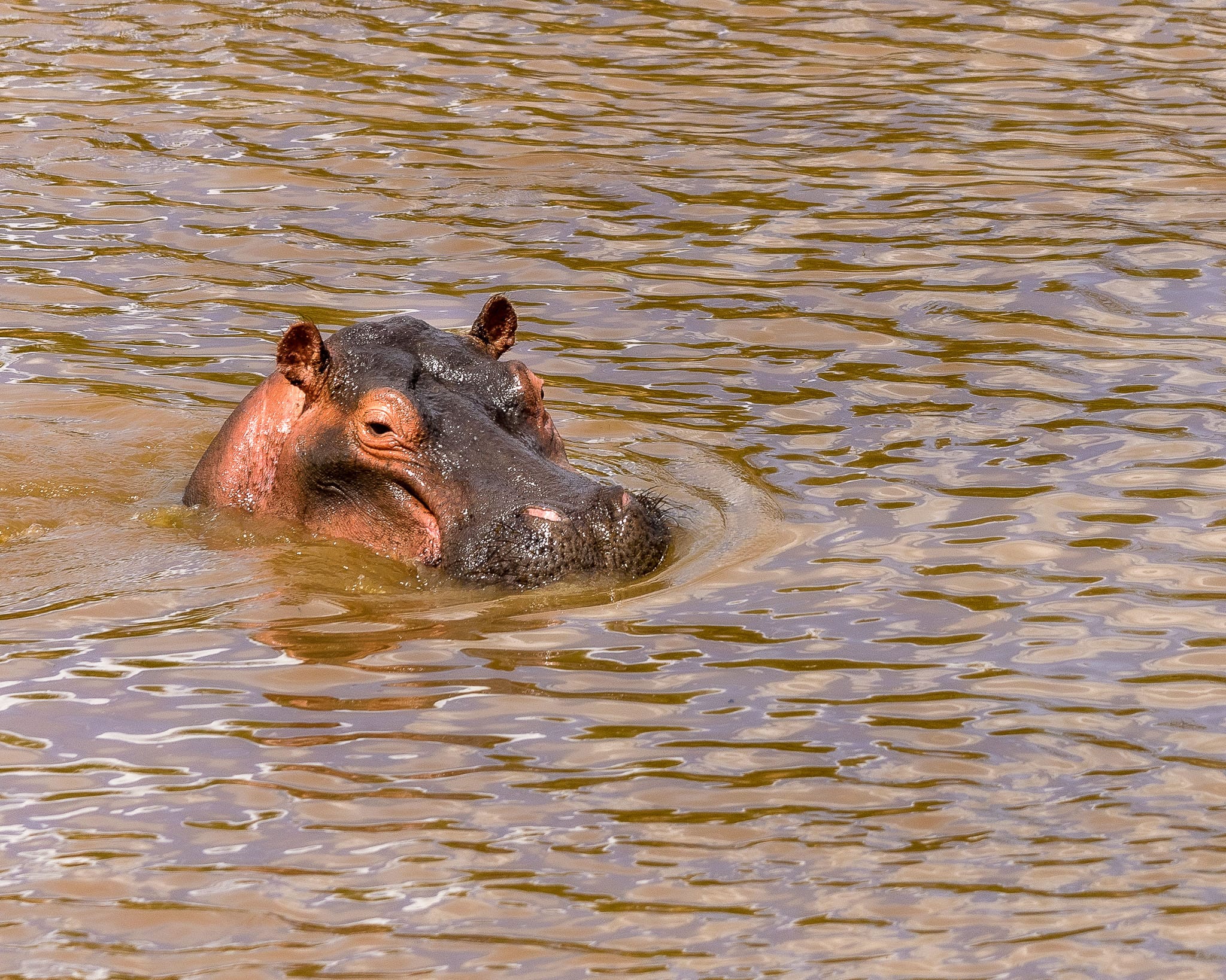 Photography Lesson number 1. Back everything up twice. The NatGeo level photos I had of Hippos were on a memory card that got corrupted. The back up was stolen. Hippos aren't easy to photograph but do provide opportunities for dramatic story telling images. I need to go back and get some more.